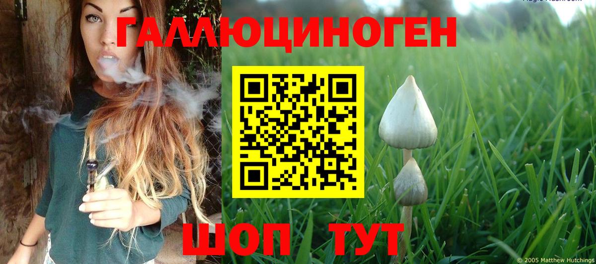 Гудермес  Галлюциногенные грибы Cubensis  Вход с VPN 